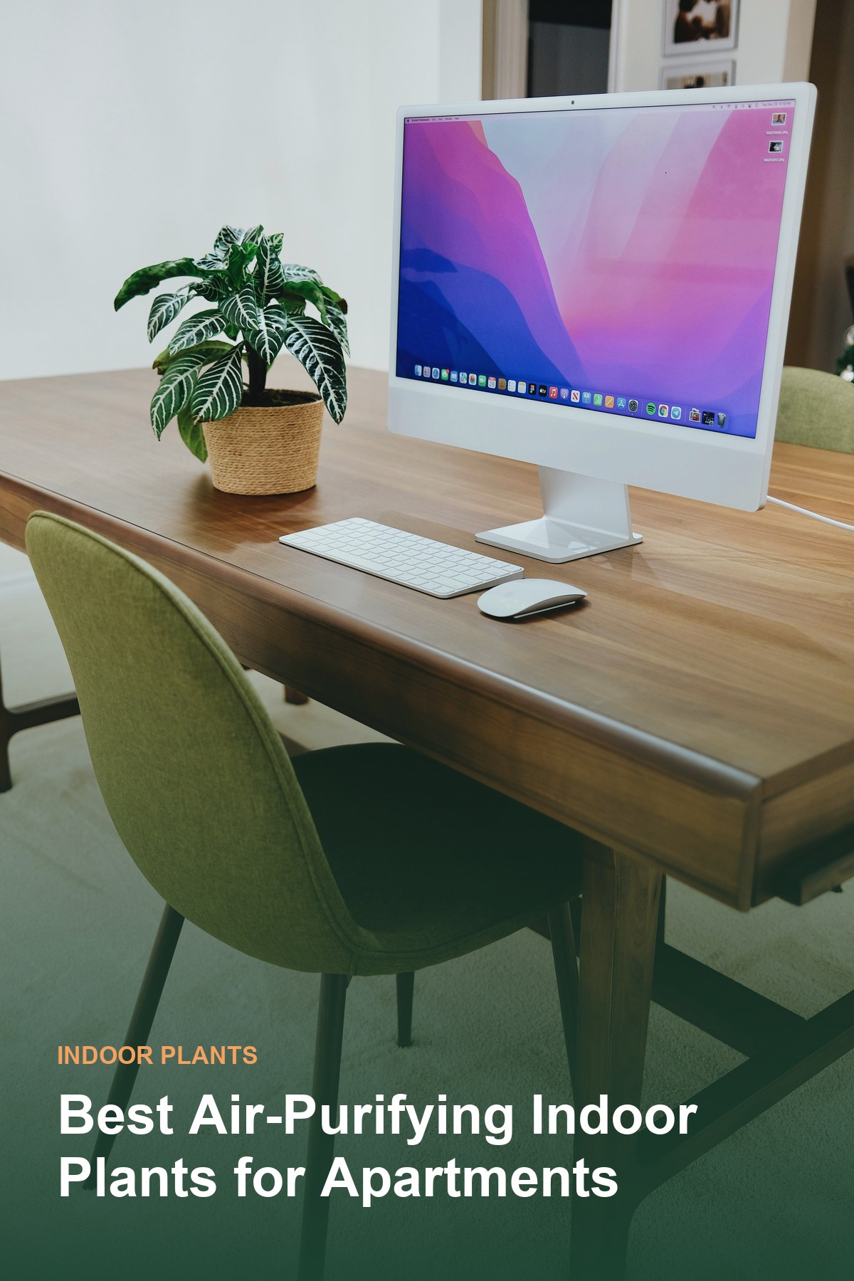 A potted houseplant on a wooden desk in a bright apartment