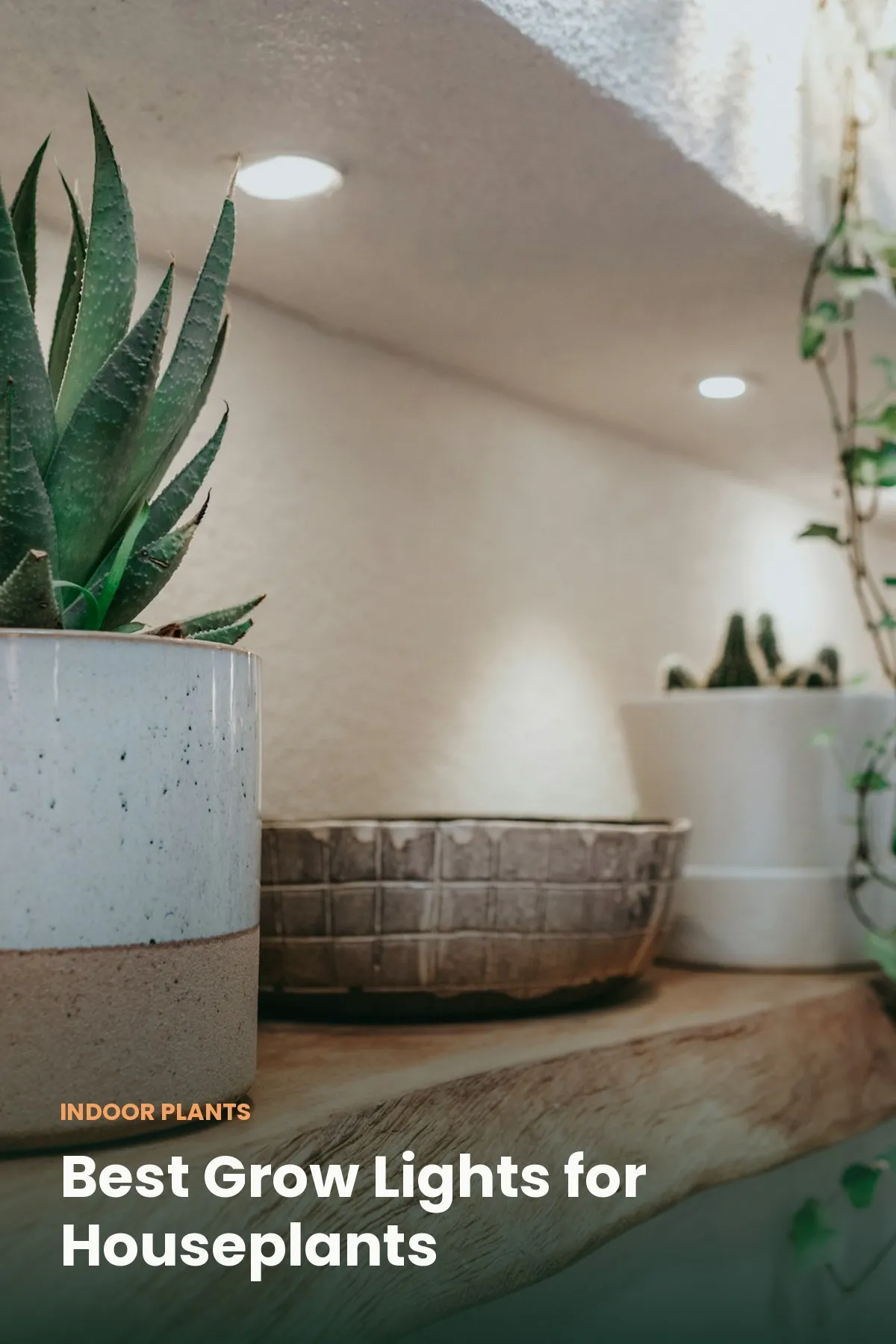 Indoor plants under a warm full-spectrum grow light