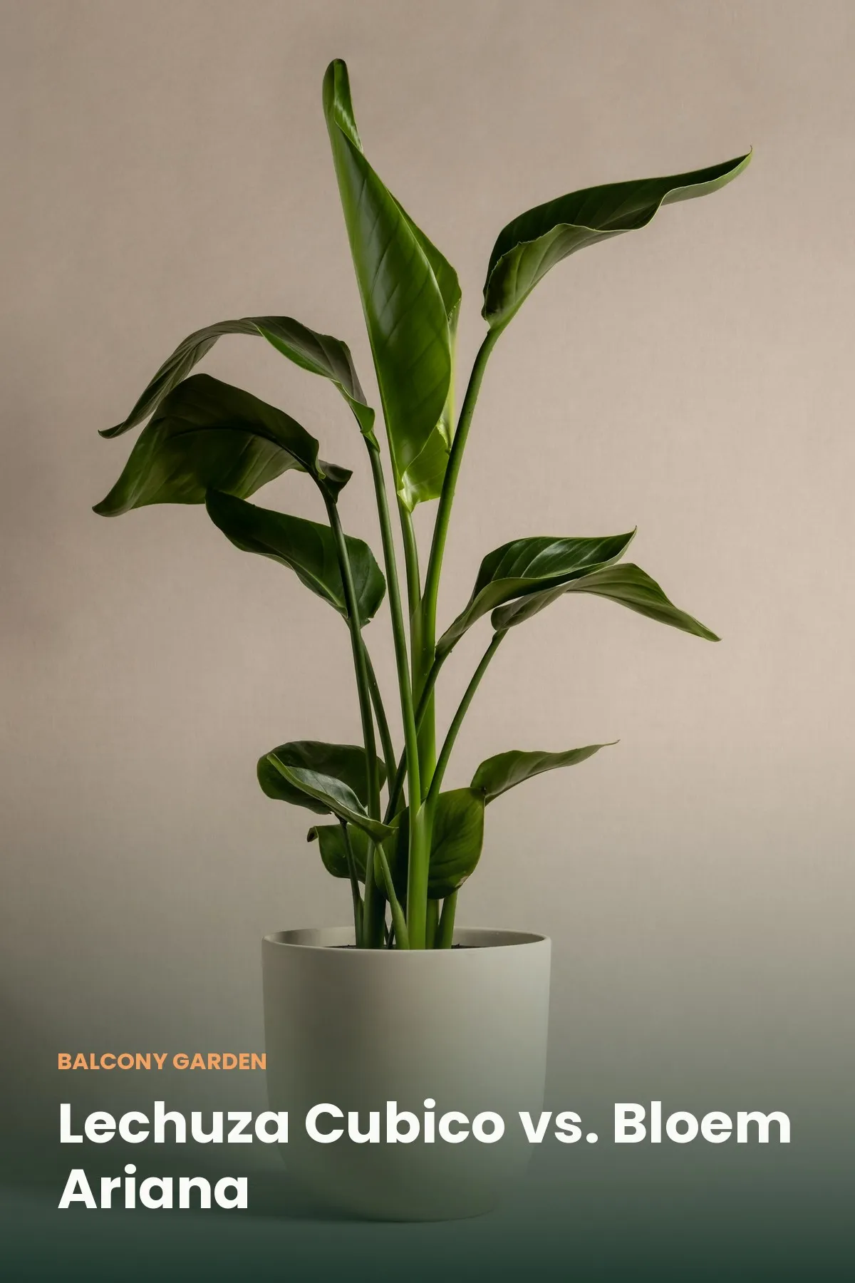 Lechuza Cubico and Bloem Ariana self-watering pots side by side
