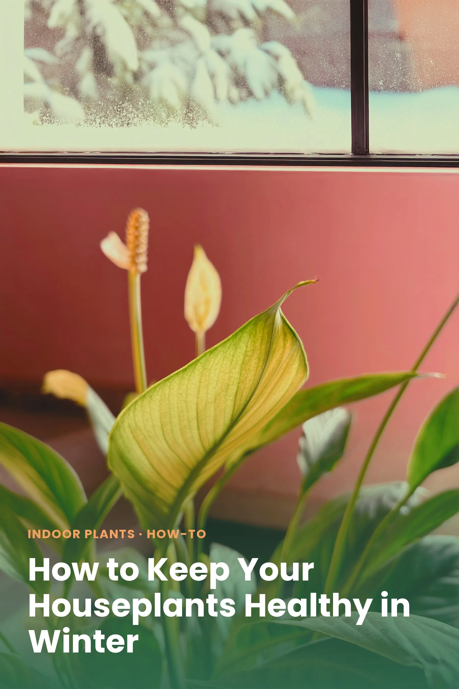 Peace lily in front of a window with snow-covered branches outside