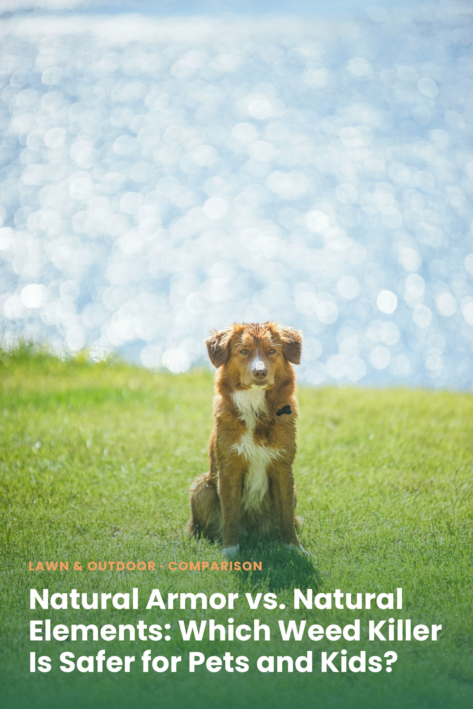 A dog sitting on a green lawn on a sunny day