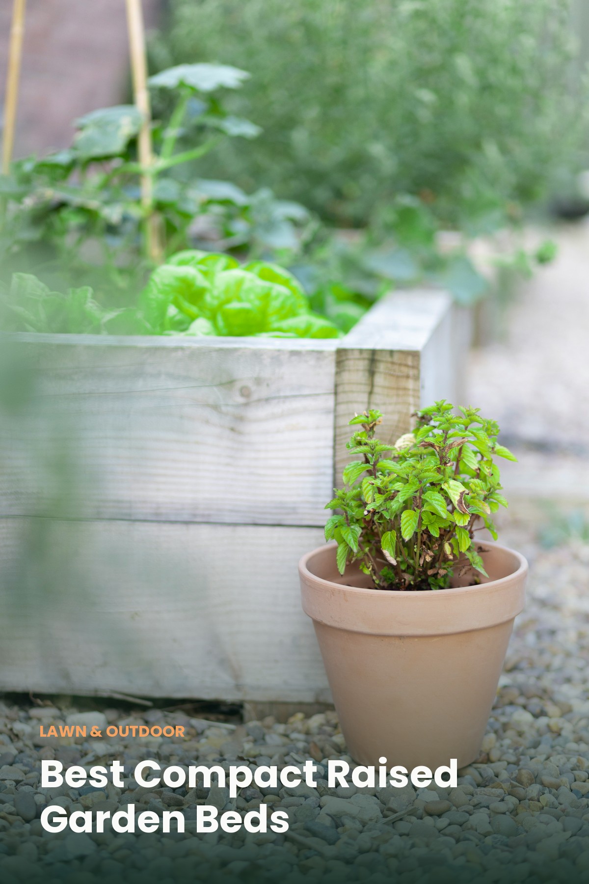 A cottage garden backyard with flowers and greenery