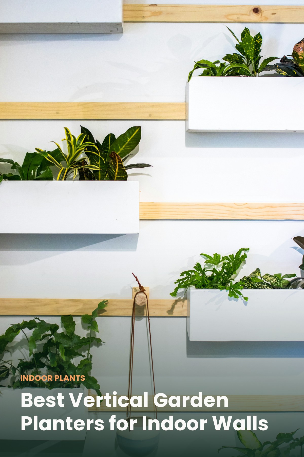 A large leafy houseplant in a stylish living room with a dark green accent wall