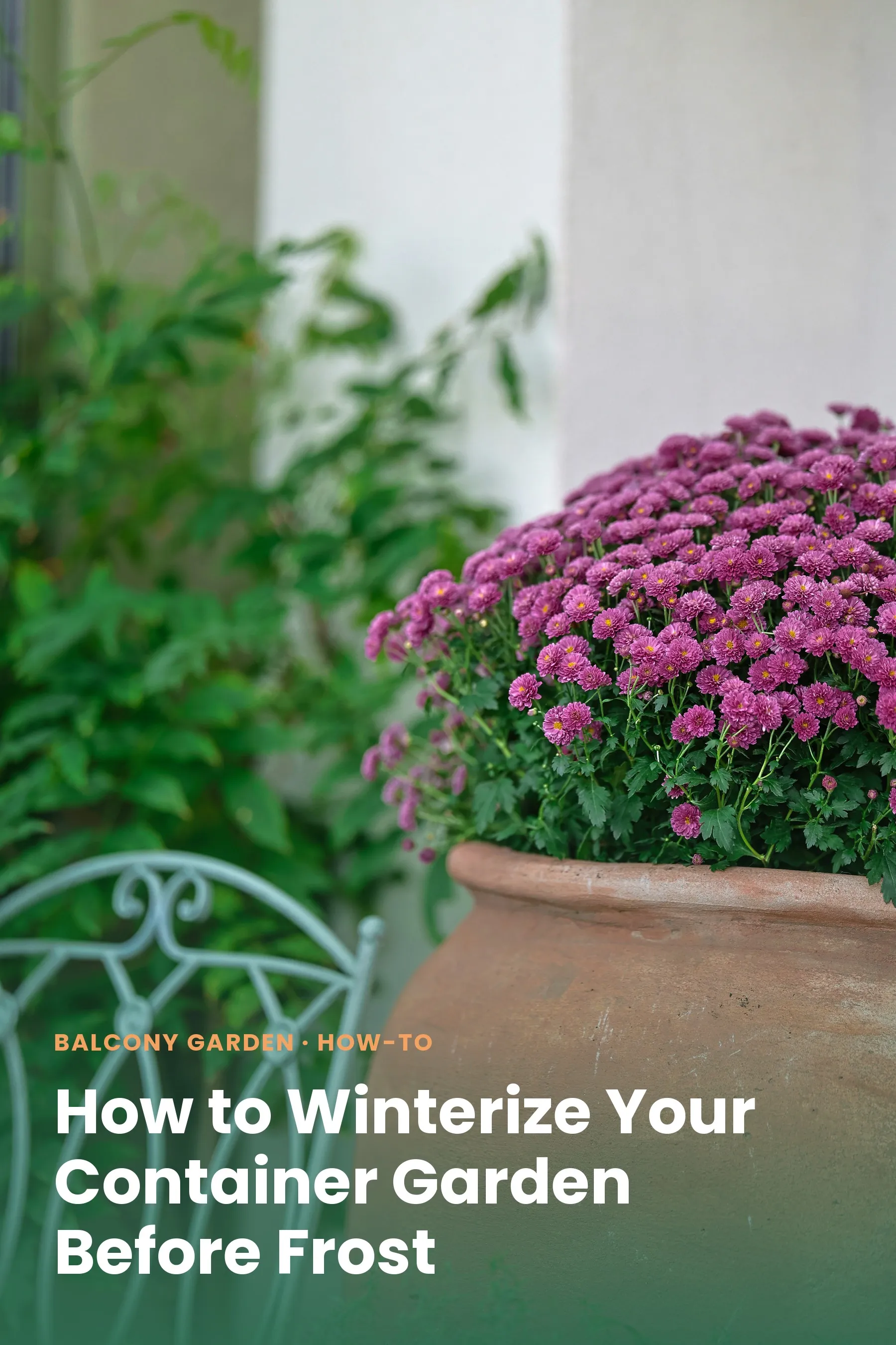 Purple chrysanthemums in a terracotta pot on a patio in late fall
