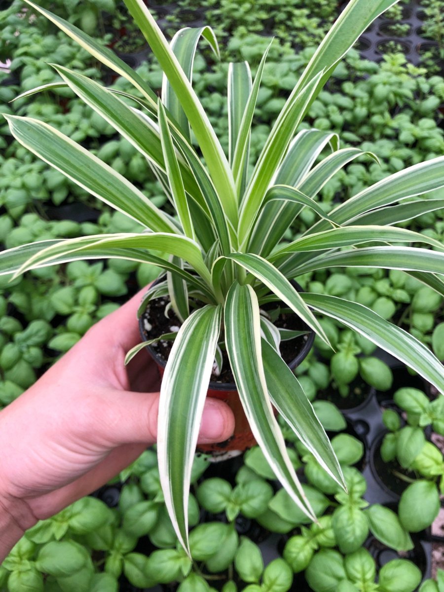 Variegated spider plant with arching, white-and-green striped leaves in a small nursery pot