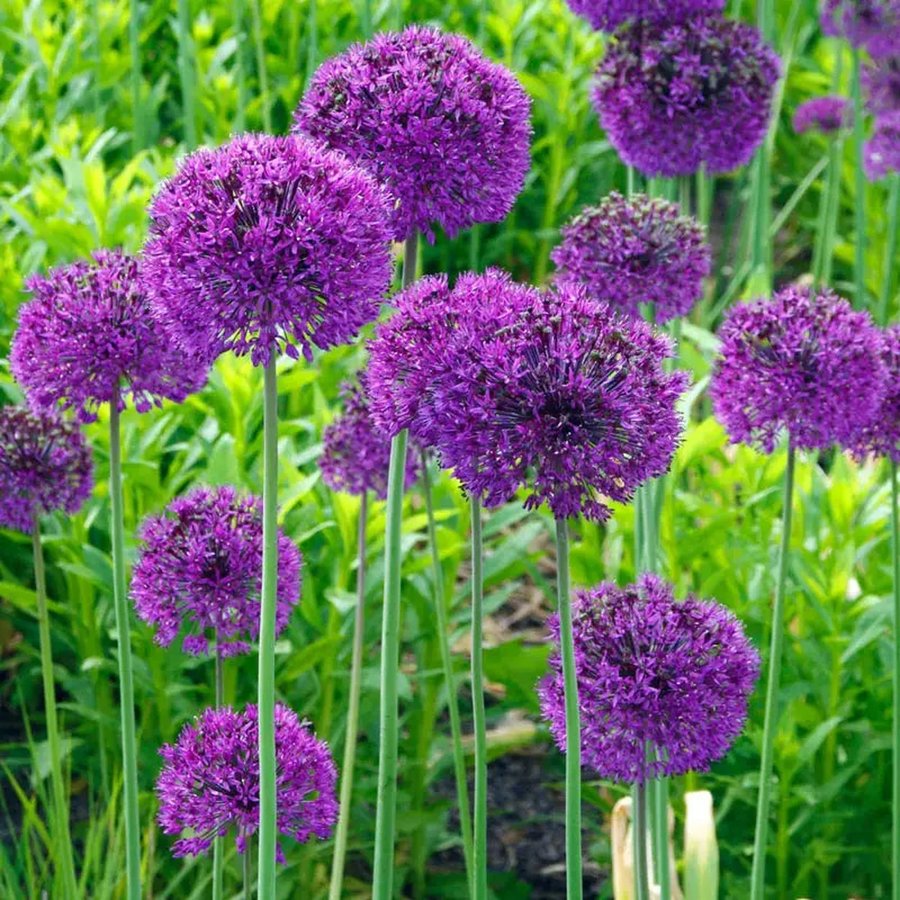 Breck's Purple Sensation allium bulbs with round purple star-shaped bloom clusters