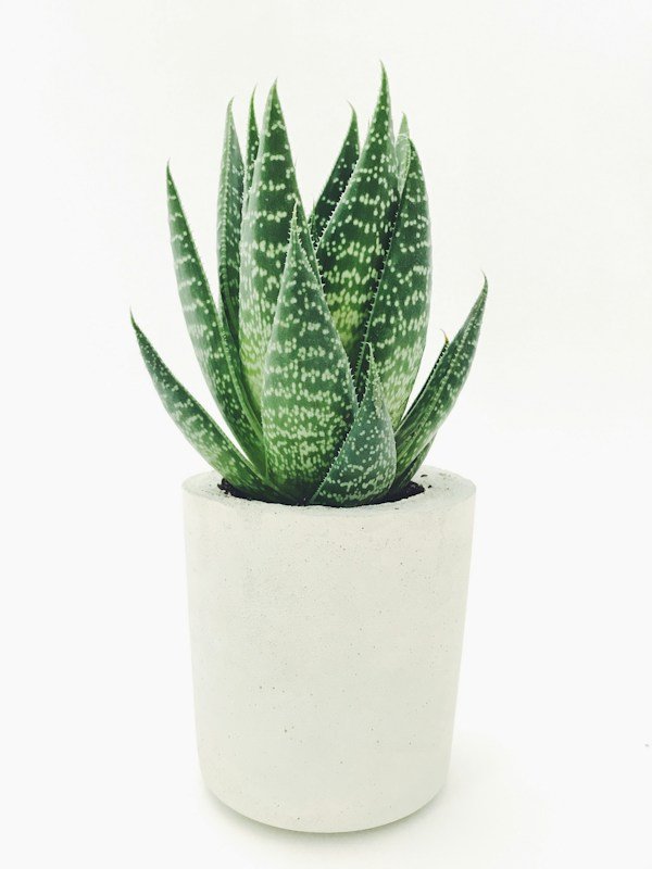 Aloe vera plant with thick serrated green leaves in a nursery pot
