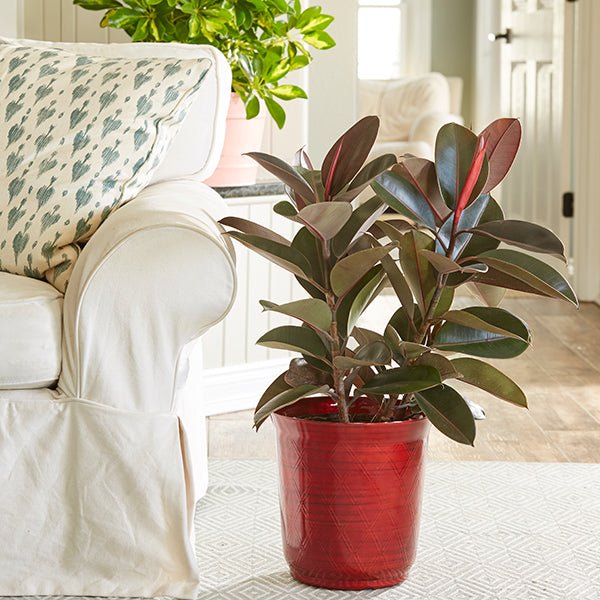 Burgundy rubber plant with glossy dark red-green leaves in a living room next to a sofa