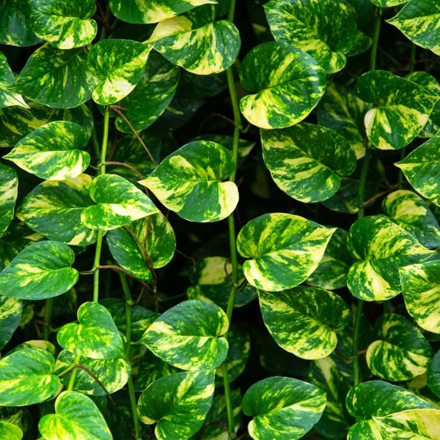 Close-up of golden pothos vine leaves with green and creamy-yellow variegation