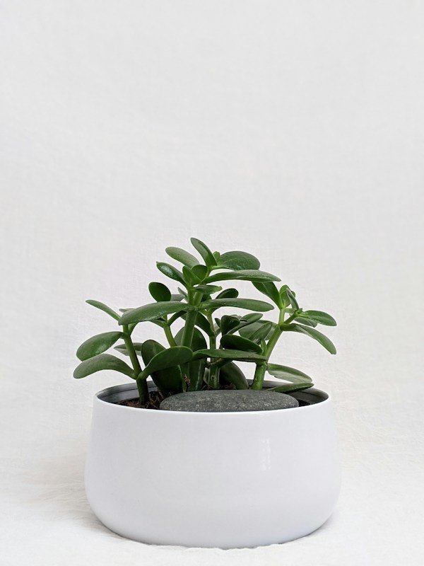Jade plant with thick round green leaves on branching stems in a nursery pot