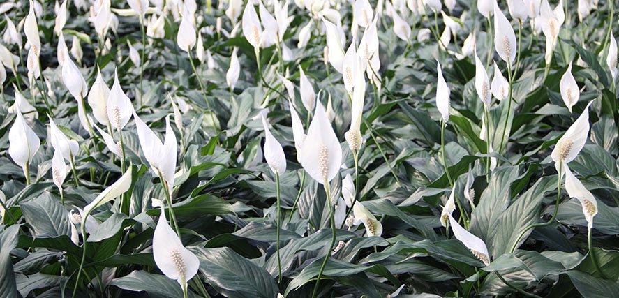 Rows of peace lilies with broad, glossy dark-green leaves and white spathe blooms