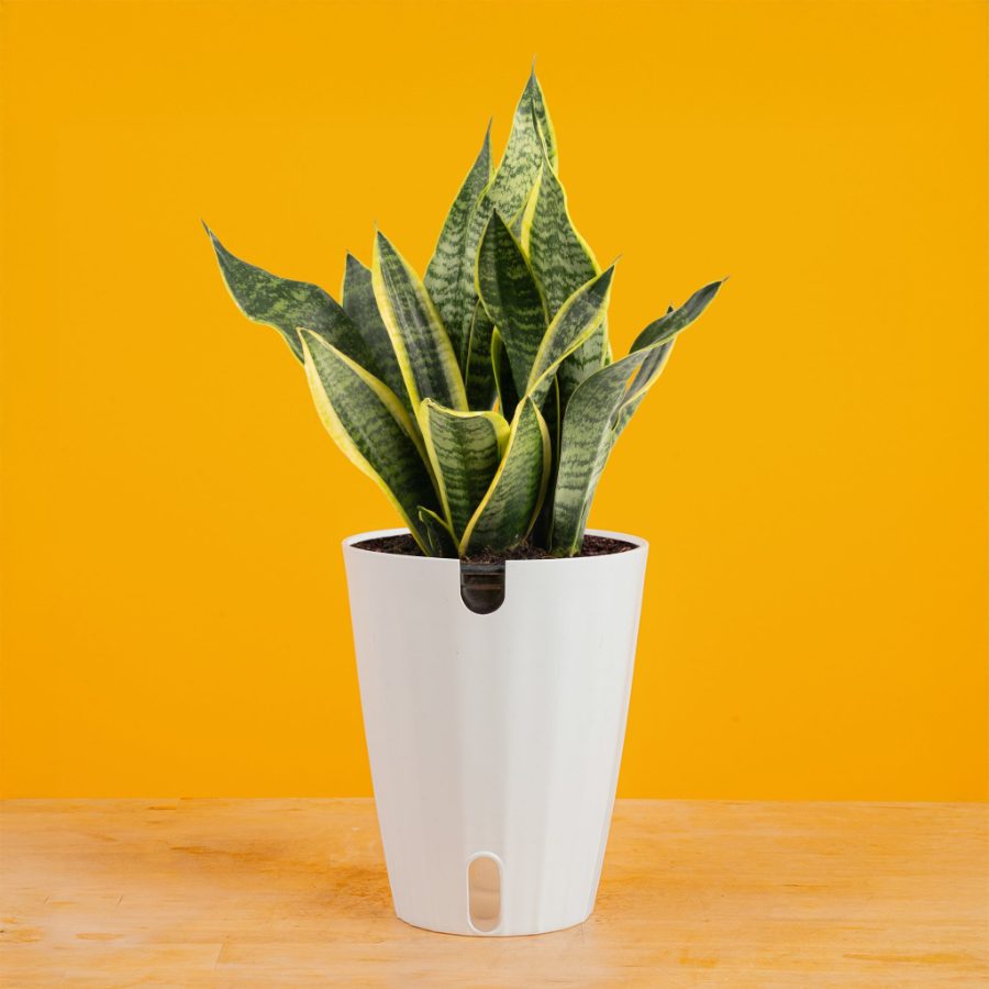 Tall snake plant with stiff, upright variegated green leaves in a round white self-watering pot