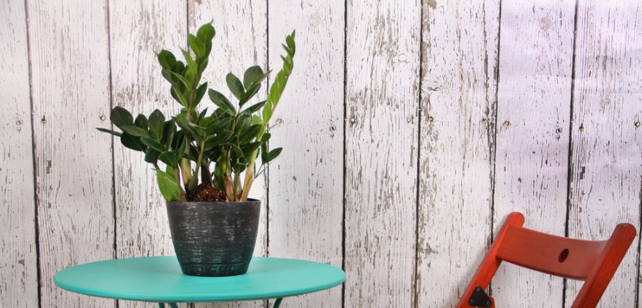 Glossy ZZ plant with upright dark green leaflets in a black pot on a teal side table