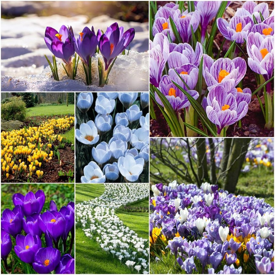 Mixed purple, white, and yellow crocus blooms from CZ Grain's crocus blend