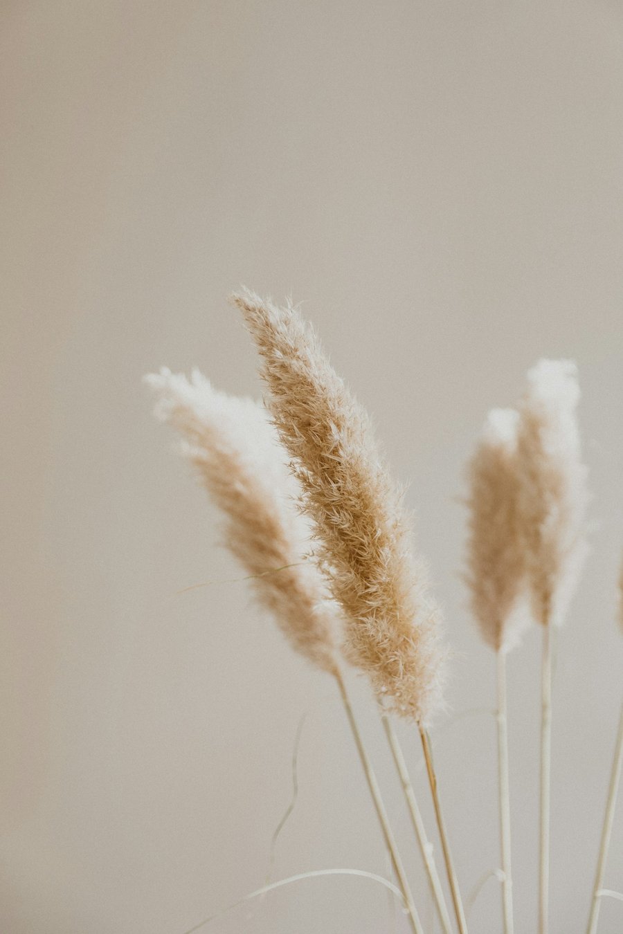 Fluffy tan dried pampas grass plumes against a neutral background