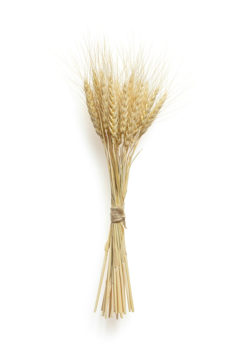 A tied bundle of dried wheat stalks on a white background