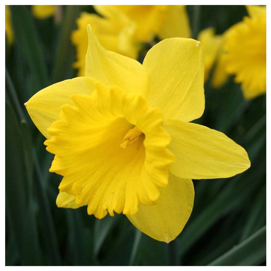 Golden-yellow Dutch Master daffodil bulbs and trumpet blooms from Garden Elements