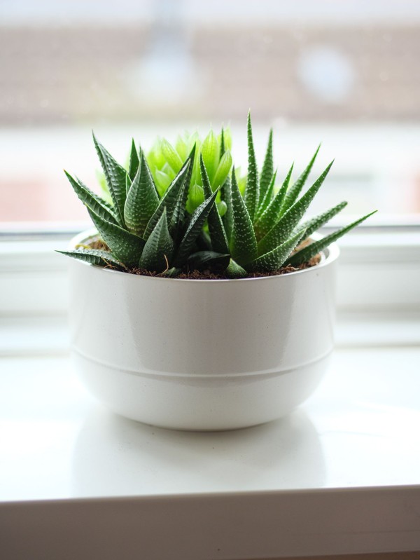 Small white-striped Haworthia zebra succulent in a white ceramic pot