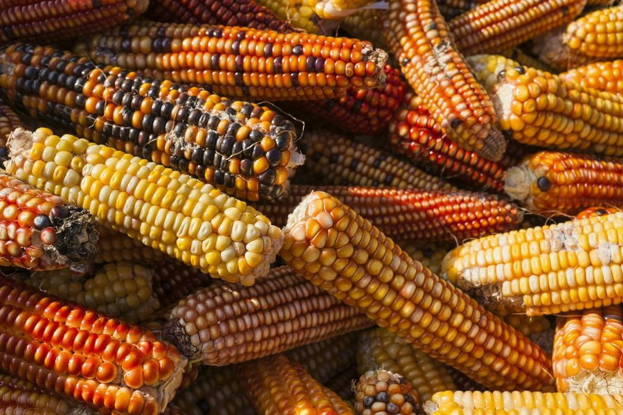 A pile of multicolored dried Indian corn ears