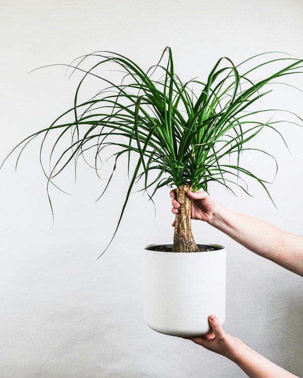 Ponytail palm with a bulbous base and cascading thin green leaves in a grower pot