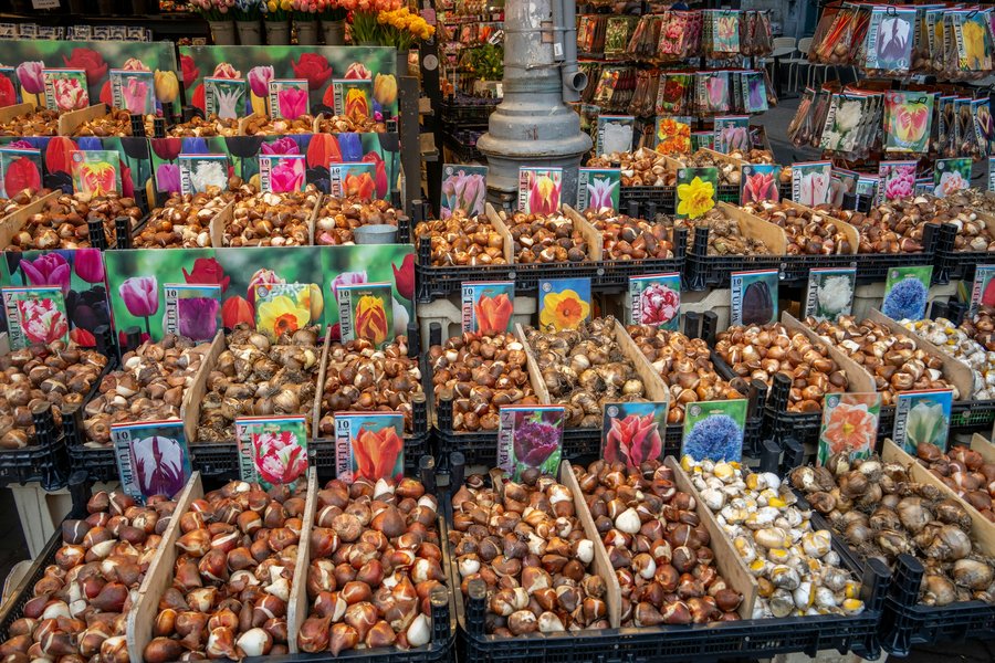 Assorted dry spring flower bulbs including tulips, daffodils, and hyacinths in market bins