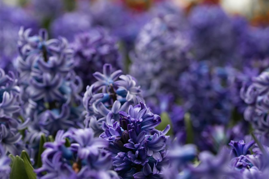 Cluster of purple fragrant hyacinth blooms in a spring garden bed