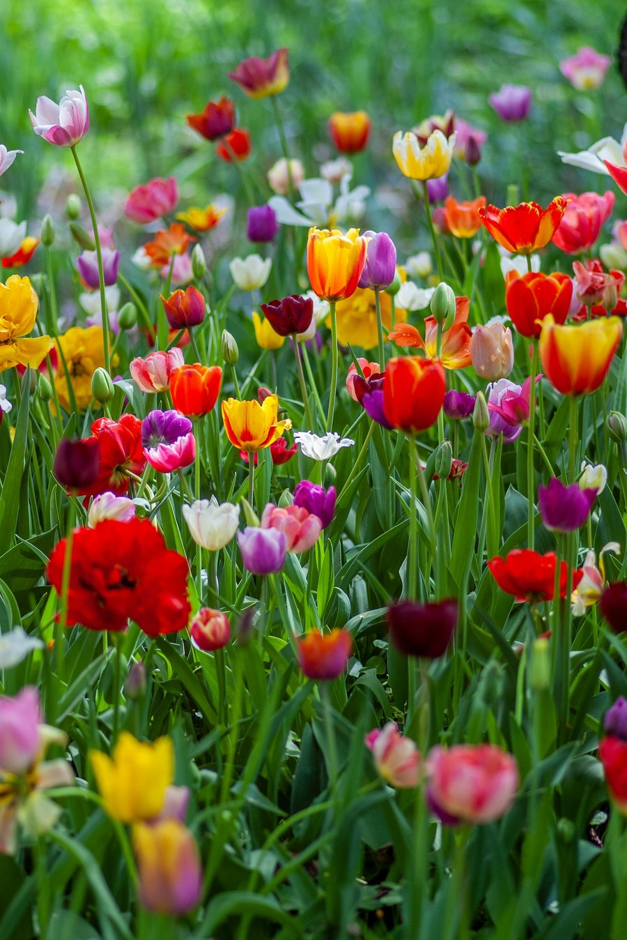 Mixed-color triumph tulips in red, yellow, purple, and white blooming in a spring bed